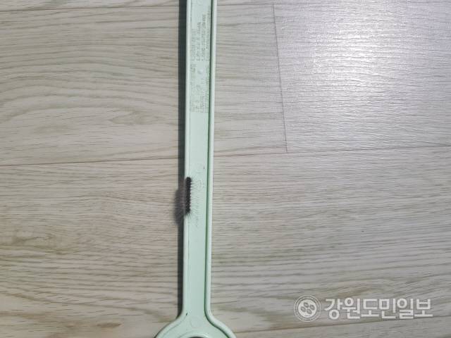 ▲ 쐐기벌레가 감나무 등에 붙어 잎을 갉아 먹어 구멍이 숭숭 나 있고 누렇게 변해있다.