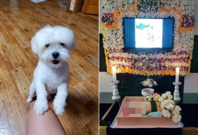 강릉에 사는 견주 임모씨의 반려견 두유의 생전 모습(왼쪽)과 숨진 뒤 장례를 치르는 모습. /사진=연합뉴스