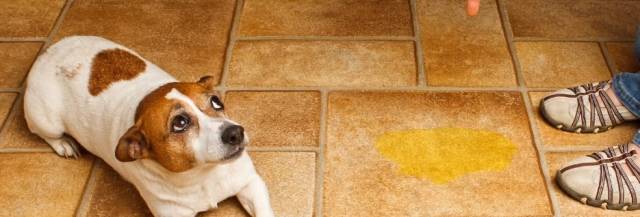반려견의 실내 마킹은 대부분 불안감에서 비롯한다. 반려견을 다그치기보다는 문제 원인을 제거하는 것이 근본적인 해결책이다. Hillspet