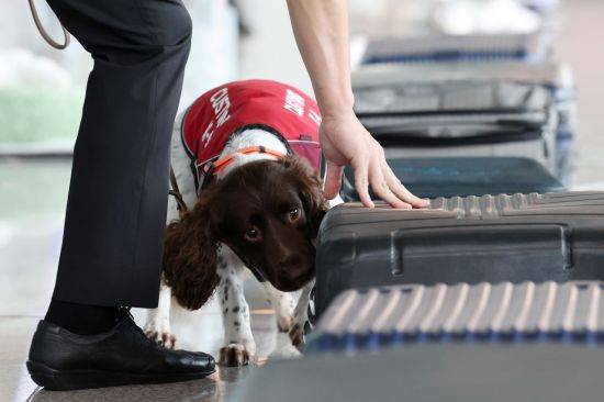 8월 11일 인천국제공항에서 열린 관세청 마약류 밀반입 예방 캠페인에 참가한 마약 탐지견들이 시범을 보이고 있다. [이미지출처=연합뉴스]