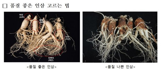 인삼. 자료:농촌진흥청