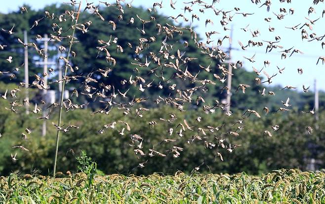수확 앞둔 조밭의 참새떼  [촬영 유형재]