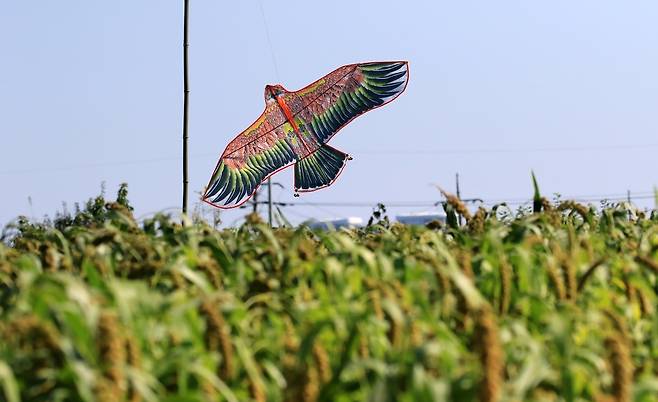 새 떼 퇴치 위해 설치한 맹금류 모양의 연 [촬영 유형재]