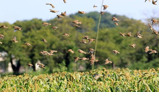 먹을 것 찾는 참새떼 [촬영 유형재]
