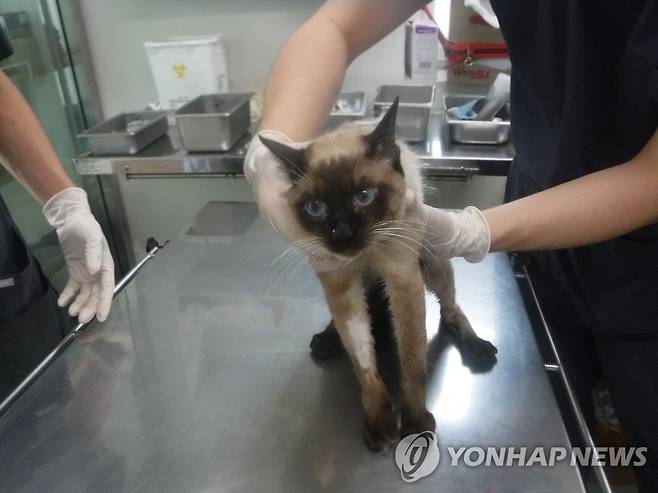 방치됐던 고양이 중 한 마리 [제주도 동물보호센터 제공.재판매 및 DB 금지]