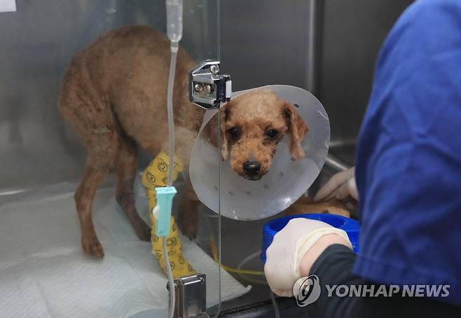 동물보호센터서 치료받는 학대 푸들 (제주=연합뉴스) 백나용 기자 = 21일 제주시 용강동 제주도 동물위생시험소 산하 동물보호센터에서 최근 산 채로 땅에 묻혔다 구조된 푸들이 치료를 받고 있다. 2022.4.21 dragon.me@yna.co.kr