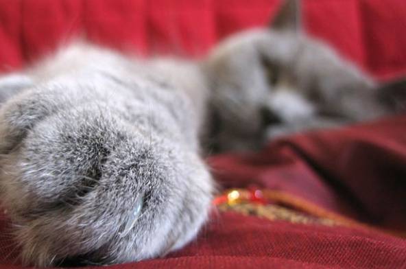 날이 더워질수록 반려동물은 그늘에서 오래 머문다. 땀을 흘리는 인간보다 체열 조절하는 기능이 떨어진다. Indianapublicmedia