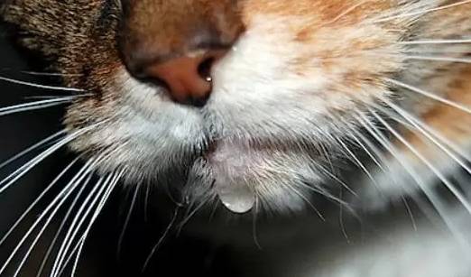 구내염이 심한 고양이는 목구멍, 혓바닥 통증 때문에 침을 삼키지 못한다. 미 Petsarticel