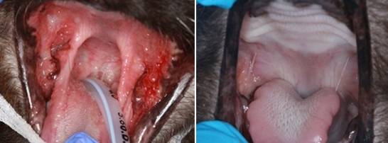 구내염을 앓던 고양이(왼쪽)가 전체 발치 이후 증상이 크게 개선된 모습(오른쪽). 미 AAHA