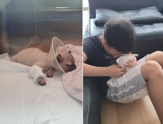 서울 마포구의 직장인 이모(40)씨가 펫샵에서 분양받은 강아지가 1개월 만에 홍역에 확진판정을 받고 사망했다. 펫샵 측은 "보증기간 15일을 지나 환불, 교환 의무가 없다"고 답했다고 한다. 제보자 제공