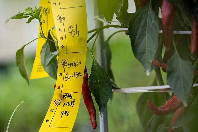 김씨의 고추밭은 칼라병, 탄저병 등 병충해의 ‘종합병원’이라는 진단을 받았다.ⓒ시사IN 신선영