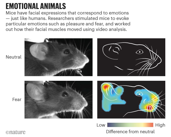 쥐가 공포를 느끼면(아래) 평소(위)와 다른 표정을 짓는다. 공포에 빠진 쥐에서 가장 표정 변화가 심한 곳은 붉은색으로 표시된 코와 귀, 수염 등이었다./네이처