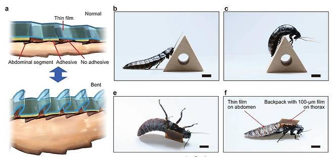 바퀴벌레 이동시 복부의 변형과 이를 해결한 태양전지 박막 필름 [npj Flexible Electronics 논문 캡처]