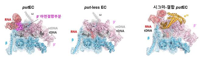 바이러스 유래 RNA와 대장균 RNA 중합효소가 결합한 복합체의 초저온 전자현미경 구조