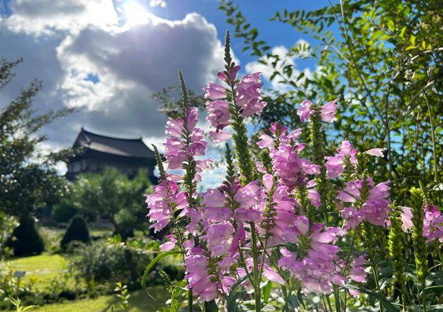 망경산사 마당에 핀 꽃범의꼬리에 가을 볕이 눈부시다.