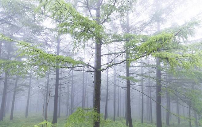 운해 속의 일본잎갈나무 군락 [사진/성연재 기자]