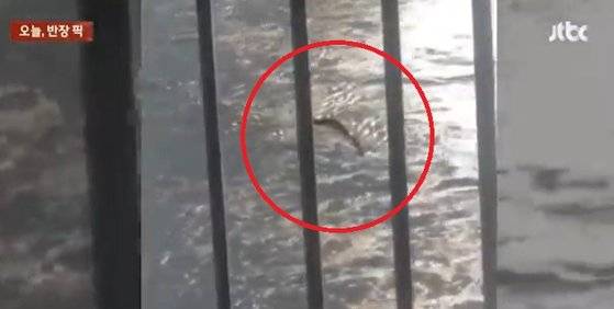 지난 6일 정체를 알 수 없는 생명체가 한강에서 헤엄치는 모습. 사진 JTBC ‘사건반장’ 캡처