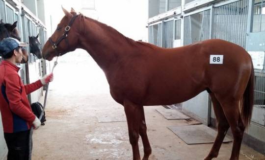 2억9100만 원에 낙찰돼 화제가 됐던 국내산 경주마. 연합뉴스 자료사진