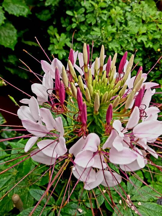 : 각양각색의 핀을 꽂은 듯, 알록달록한 족두리를 닮은 족두리꽃.  서양에서는 새우 수염 같은 긴 꽃술들이 거미줄처럼 늘어졌다고 ‘스파이더 플라워(spider flower·거미꽃)’라고 불린다. 2021년 7월25일 서울 용산구 삼각지 촬영