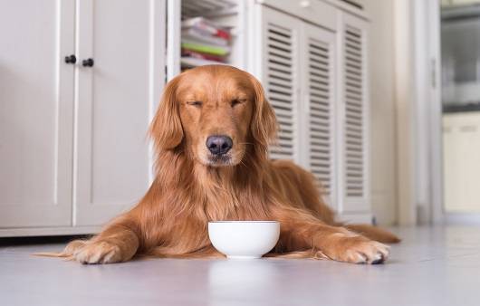 반려견 사료ㅣ출처: 게티이미지 뱅크