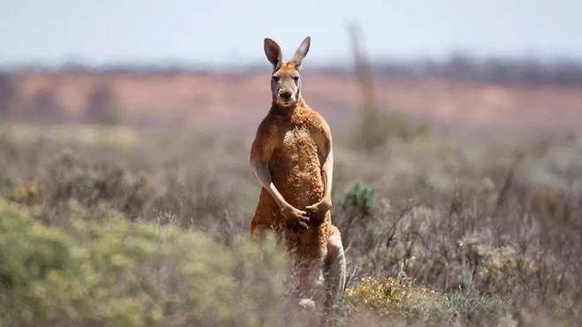 호주에서 캥거루 공격은 드물다