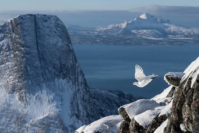 ‘올해의 조류 사진가’상 수상작 ‘바위 뇌조의 비행’(Rock Ptarmigan Flight). 사진 Erlend Haarberg.