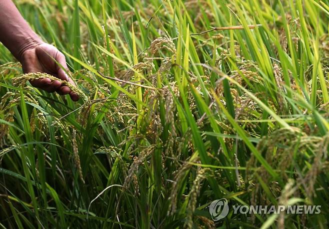 추수 앞둔 논 [연합뉴스 자료사진]