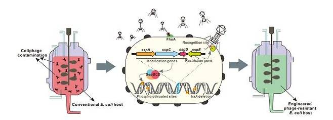 파지 저항성 대장균 개발 과정 요약  [한국과학기술원(KAIST) 제공. 재판매 및 DB 금지]