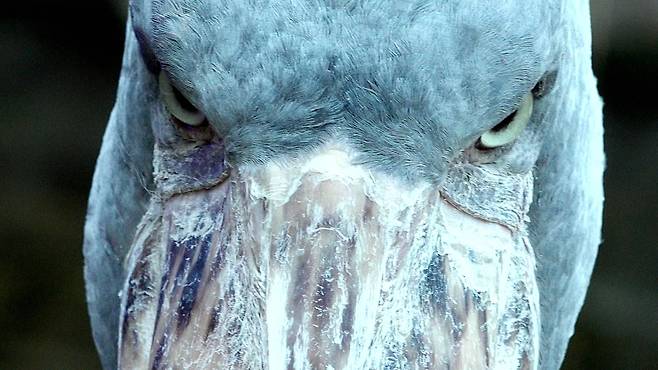 카메라를 늠름하게 응시하는 슈빌.