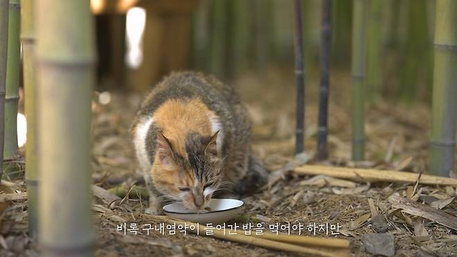 [울산=뉴시스] 울산시교육청이 제작한 길고양이들의 이야기 '공존, 길고양이와 함께 살아요' 영상 *재판매 및 DB 금지