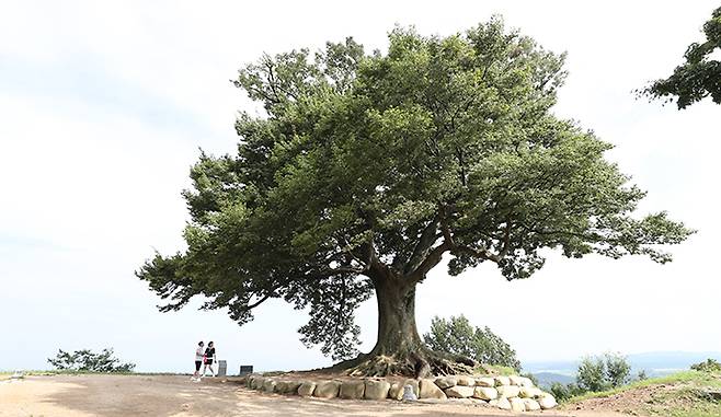 성흥산 가림산성 느티나무. 궁남지 외에도 부여에서 꼭 가봐야 할 곳으로 손꼽힌다.