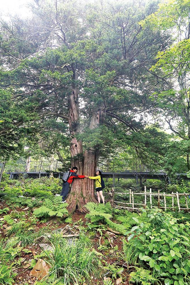 수령 1,800년으로 나이를 추측하는 아버지왕주목. 두 사람이 양팔을 뻗어도 닿지 않을 만큼 거대하다.