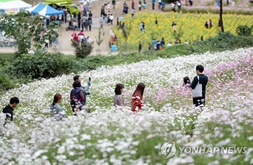 정읍 구절초 축제 [연합뉴스 자료사진]