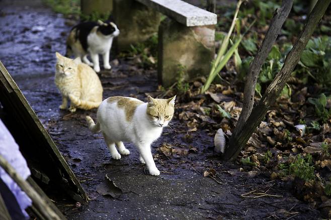 동물보호법 제14조 1항에 따르면, 각 지방자치단체장은 ‘유실·유기동물’ 발견 시 구조하고 치료·보호해야 한다. 단 ‘도심지나 주택가에서 자연적으로 번식해 자생적으로 살아가는 고양이로서, 개체 수 조절을 위해 중성화(中性化)해 포획 장소에 방사(放飼)하는 등의 조치 대상이거나 조치가 된 고양이’(동물보호법 시행규칙 제13조 1항)는 유기동물로 분류되지 않는다. (사진 출처=게티이미지뱅크)
