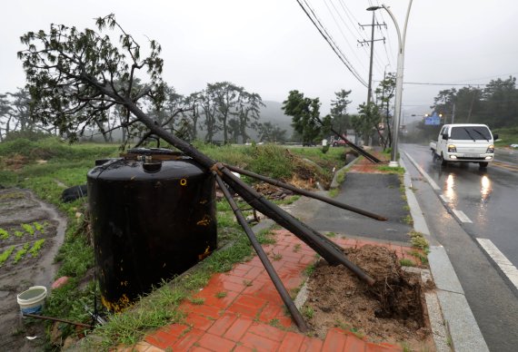 19일 오전 제14호 태풍 '난마돌'의 영향으로 울산 동구 주전동의 한 도로에 가로수가 뿌리채 뽑혀져 있다. /사진=뉴스1