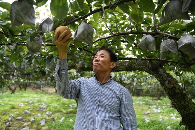 최병옥 울산배수출공선회장이 지난 13일 울산시 울주군 서생면의 과수원에서 배의 생육상태를 살피고 있다.