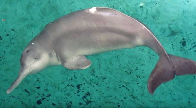 세계자연보전연맹(IUCN)이 지정한 절멸위급종(CR) 양쯔강 돌고래