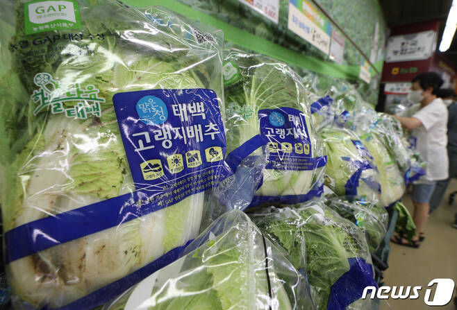 18일 서울의 한 대형마트에서 시민들이 배추를 고르고 있다. 농림축산식품부에 따르면 최근 배추 상품 1포기 평균가격은 8748원으로 이달초(7009원)보다 24.8% 높다. 추석 이후 주요 농축산물 가격이 떨어지는 추세에도 배추만 상승세를 기록한 것으로 확인됐다. 2022.9.18/뉴스1 ⓒ News1 신웅수 기자