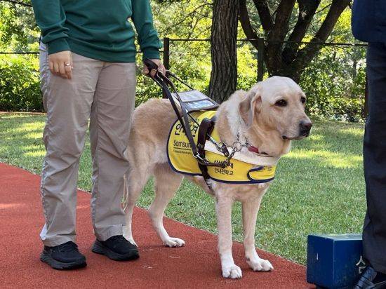 20일 경기도 용인시에 위치한 삼성화재안내견학교에서 안내견 '지니'가 보행시험을 보이고 있다. [사진=한예주 기자]