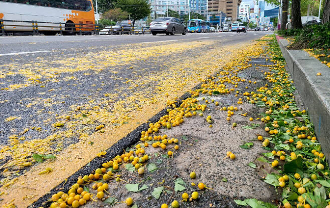 태풍에 우수수 은행나무 열매(사진=연합뉴스)
