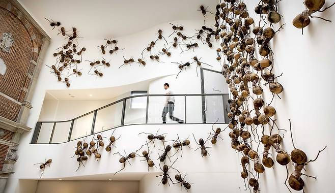 16일(현지시각) 네덜란드 암스텔담 국립미술관에 콜롬비아 작가 라파엘 고메즈 바로스가 제작한 거대 개미떼들이 전시되어 있다. 작가는 1미터에 가까운 7백마리 개미떼들을 통해 강제이주와 난민 문제를 제시했다/EPA연합뉴스