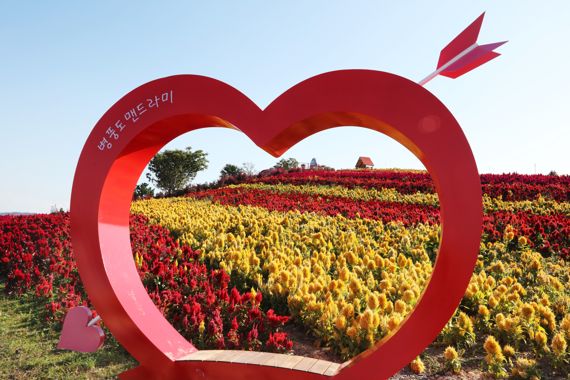 전남 신안군은 맨드라미 꽃이 가장 아름다운 오는 10월 1~10일 병풍도에서 '섬 맨드라미 축제'를 개최한다고 밝혔다. 사진=신안군 제공