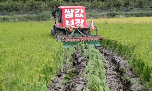 15일 경남 함안군 가야읍 묘사리 한 논에서 농민이 농기계를 이용해 수확을 1개월여 앞둔 볏논을 갈아엎고 있다. 사진=연합뉴스