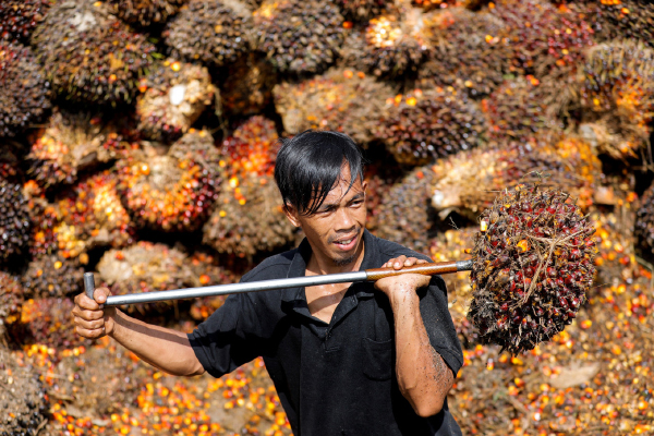 A worker loads palm oil fresh fruit bunches to be transported from the collector site to CPO factories in Pekanbaru, Riau, on April 27, 2022. (Reuters/Willy Kurniawan)