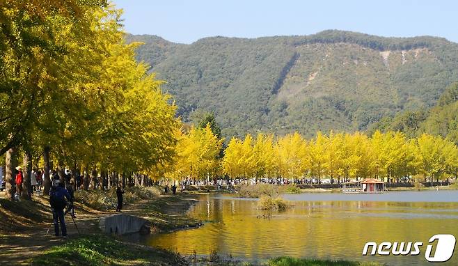 충북 괴산군 문광면 양곡1리 은행나무 가로수 길. (사진은 기사 내용과 무관함) / 뉴스1 ⓒ News1