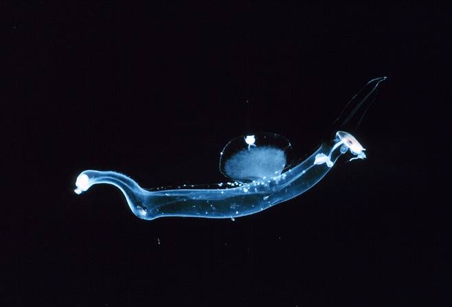 현생 바다민달팽이의 일종. 투명한 몸으로 바다 표층을 헤엄치며 신축성 있는 주둥이를 내밀어 사냥한다. 위키미디어 코먼스 제공.