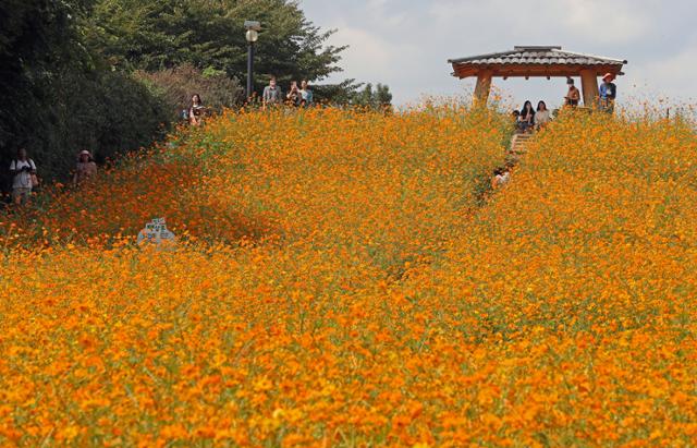 나들이객이 22일 서울 송파구 올림픽공원 들꽃마루에서 황화 코스모스 사이를 거닐며 가을 날씨를 즐기고 있다. 뉴시스
