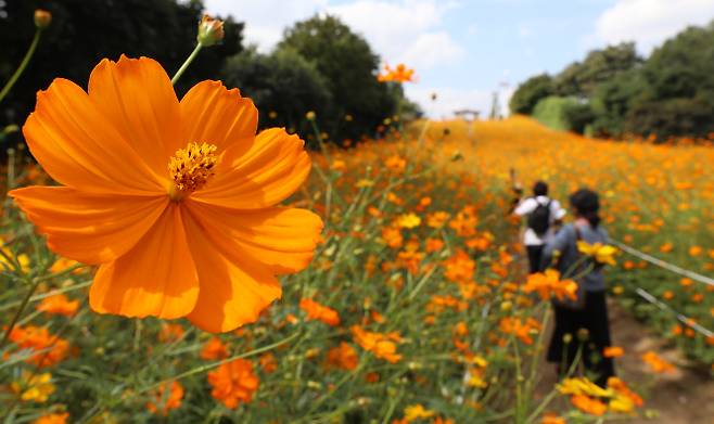 절기상 추분인 오는 23일은 중국 북부에서 내려온 고기압 영향권에 들어 쌀쌀한 공기가 내려와 가을 날씨가 유지될 것으로 보인다. 사진은 22일 서울 송파구 올림픽공원 들꽃마루에 황화 코스모스가 만개한 모습. /사진=뉴시스