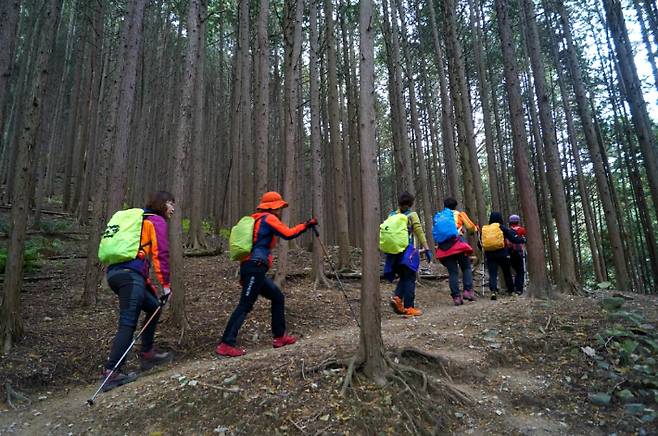 편백숲길을 걷는 등산객. 강종임 해설사 제공