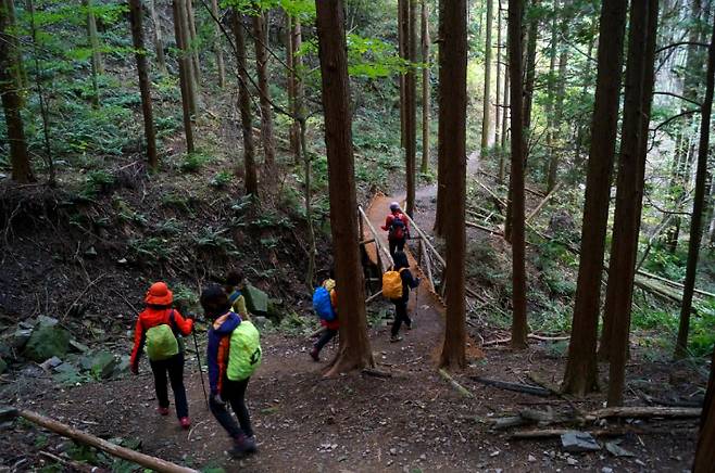 편백숲길. 강종임 해설사 제공